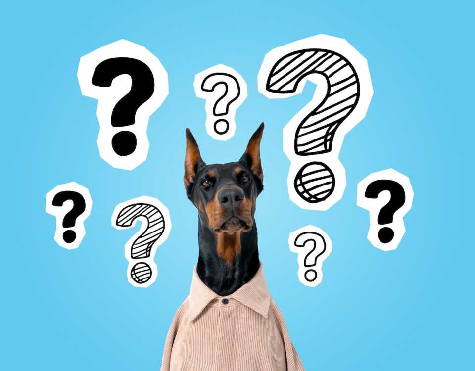FAQ barf strava barfdog
